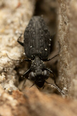 Scopodes