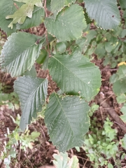 Ulmus laevis