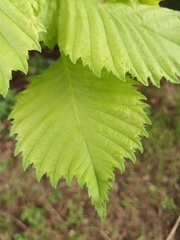 Ulmus laevis