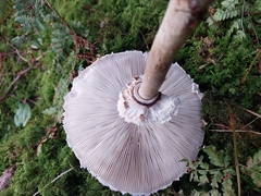 Macrolepiota mastoidea