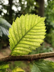 Ulmus laevis
