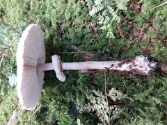 Macrolepiota mastoidea