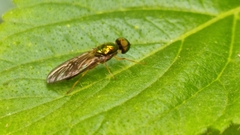 Stratiomyomorpha