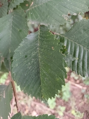 Ulmus laevis