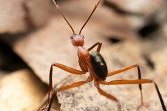 Leptomyrmex tibialis
