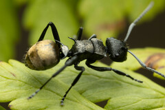 Polyrhachis mjobergi