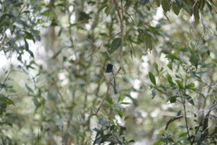Myiagra rubecula