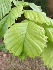Ulmus laevis