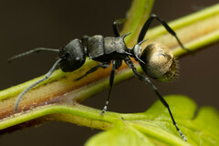Polyrhachis mjobergi