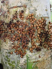 Leocarpus fragilis