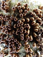 Leocarpus fragilis