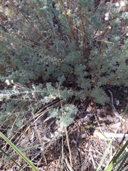 Artemisia frigida