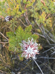 Serruria pedunculata