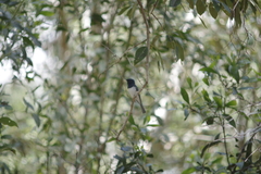 Myiagra rubecula