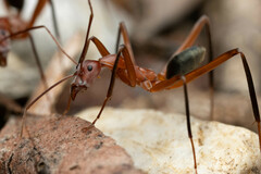 Leptomyrmex tibialis