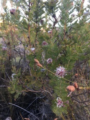 Serruria pedunculata