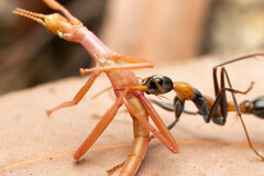 Myrmecia nigrocincta