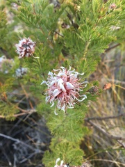 Serruria pedunculata