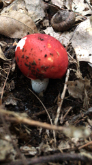 Russula cremoricolor