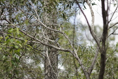 Myiagra rubecula