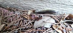 Pachyiulus flavipes