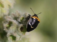Cosmopepla conspicillaris