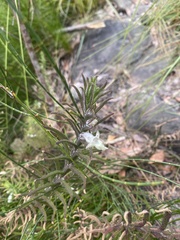 Chloanthes stoechadis