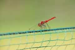 Sympetrum darwinianum