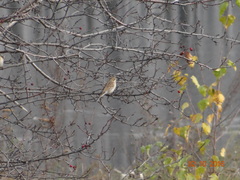 Emberiza rustica