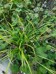 Carex pendula