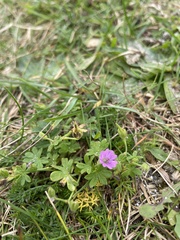 Geranium molle
