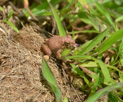 Minervarya rufescens