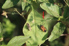 Lygaeus reclivatus