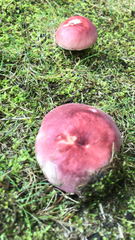 Russula paludosa