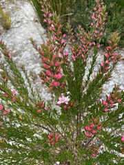 Zanthoxyloideae