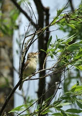 Acrocephalus palustris