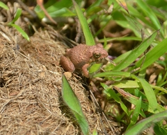 Minervarya rufescens