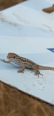 Uta stansburiana elegans
