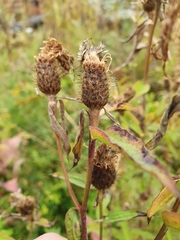 Centaurea phrygia phrygia