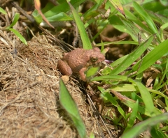 Minervarya rufescens