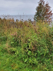 Centaurea phrygia phrygia