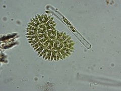 Pediastrum obtusum