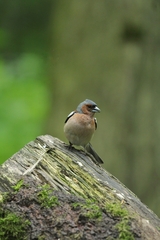 Fringilla coelebs