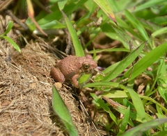 Minervarya rufescens