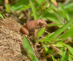 Minervarya rufescens