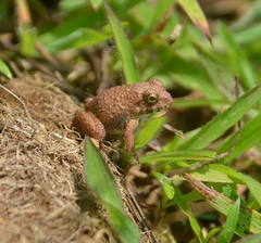 Minervarya rufescens