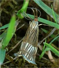 Chrysocrambus linetella