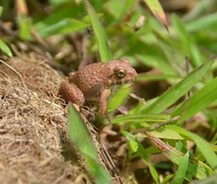 Minervarya rufescens