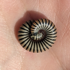 Ommatoiulus lusitanus