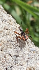 Rhynocoris iracundus
